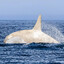 Albino Orca