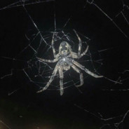 паук скриллекса