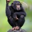 chimpanzee