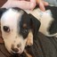 Patches_The_Puppy