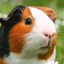 Guineapig_12