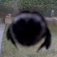 bee #72166914