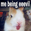 Bunny in a chainmail