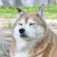 ShibaYoshi