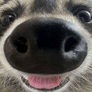 TrashiestPanda