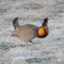 greater prairie chicken