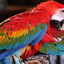Cool Bird