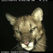 Анальный Дебошир