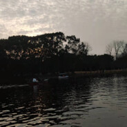 晓看枫叶染红霜