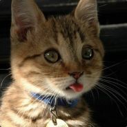 不騷不舒服斯基