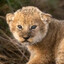 The unconcerned Lion