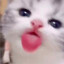 Котеночек