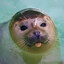 seal