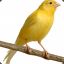 Canari