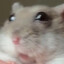 hamus my king