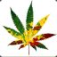 Legalize Marijuana ( Medicine )