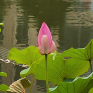 你正在看无名的ID