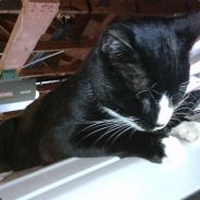 Mike The Cat くコ:彡