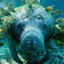 riled manatee floper