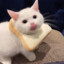 Cheddar