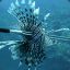 iShootLionfish