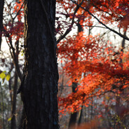 无情枪手胡汉三