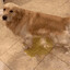 Piss Dog