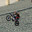 beerbrasum avatar