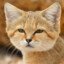 Sand Cat