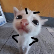 Angry cat