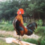 Rooster3255