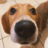 Avatar de bubópestis