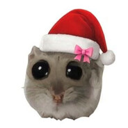 Ratita Coquette