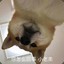 秋梨膏