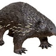 doctor echidnas