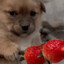 strawberry dog