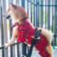 Samurai Doge