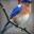 -=[S_S]=-bluebird