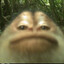 laotian war chimp