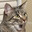 Eepy Kitty