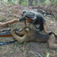 Sniper Monke