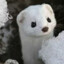 The Winter Weasel