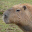 Capybara Enjoyer