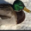 Goose_the_duck
