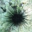 SeaUrchin