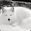 White Fox