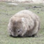 Wombat