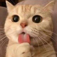 Señor Gatito