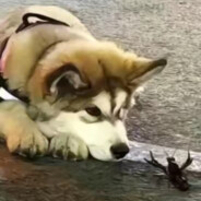 从前有只小狗叫欧欧