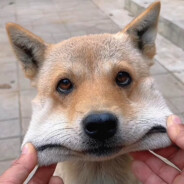 是小杨不是小羊